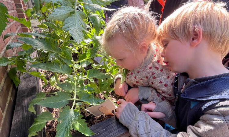 To børn der kigger på en tomatplante