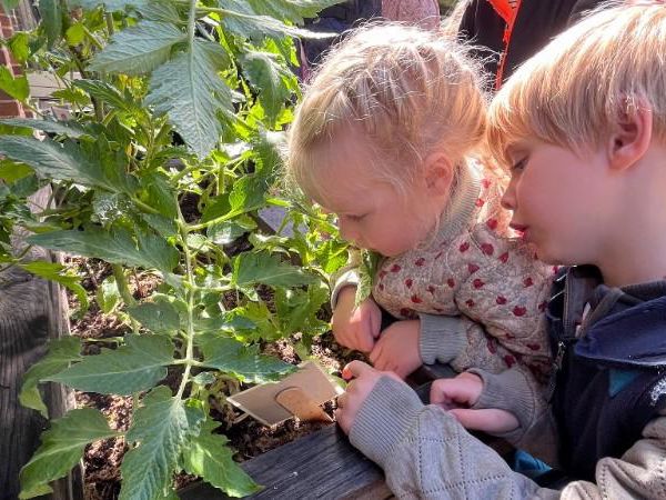 To børn der kigger på en tomatplante