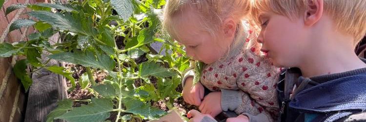 To børn der kigger på en tomatplante